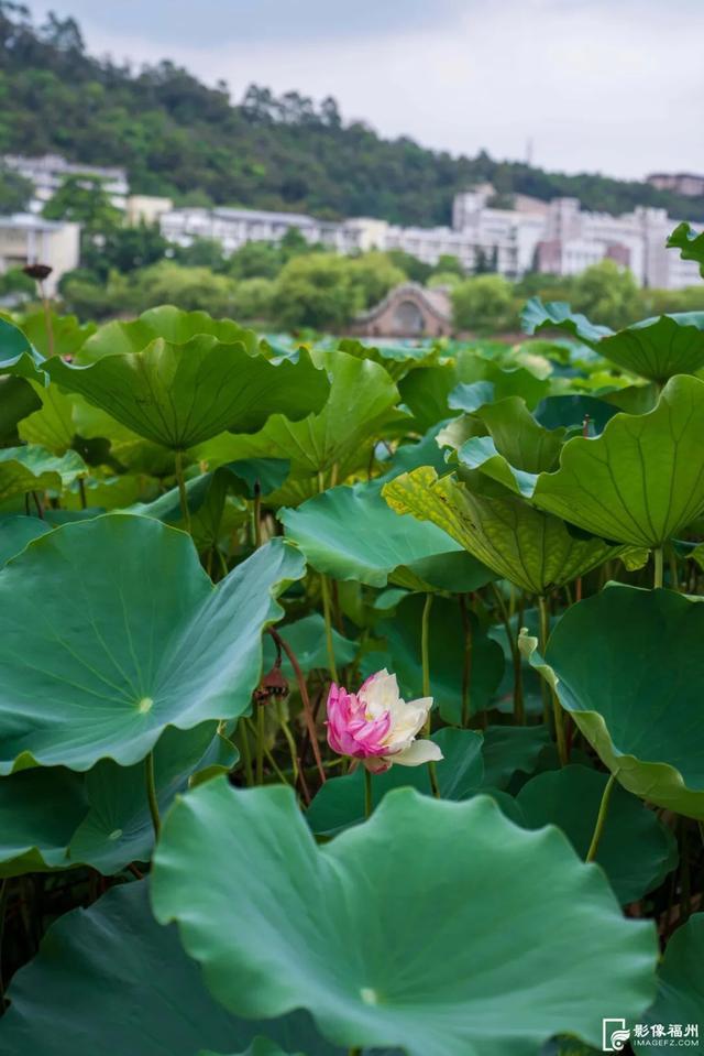 极其罕见！福州再现“双色荷花”！