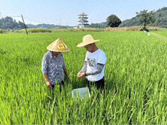 休宁县：高温“烤”验农作物 农技人员送“凉”策