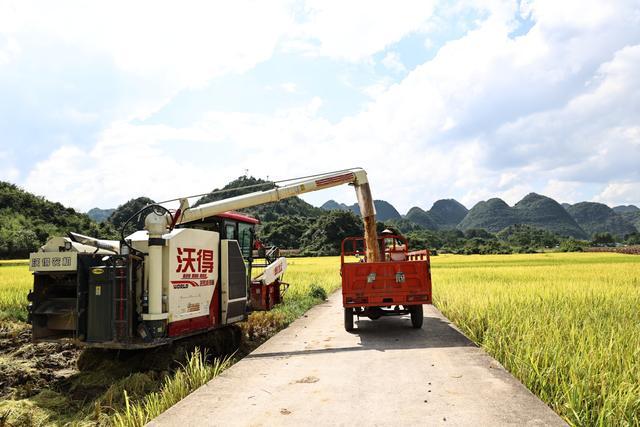 贵州平塘：早稻丰收 “粮”辰美景迎丰年