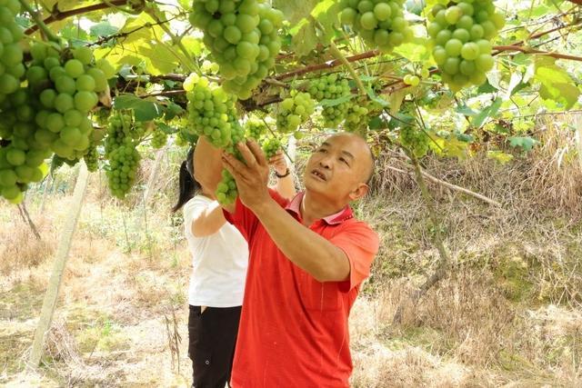 贵州独山：7000亩葡萄“甜蜜”丰收