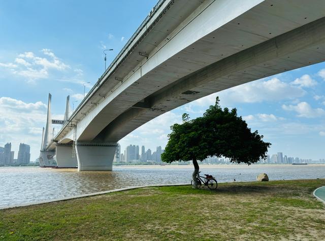 网红“帽子树”旁的电线杆不见了？武汉江滩回应