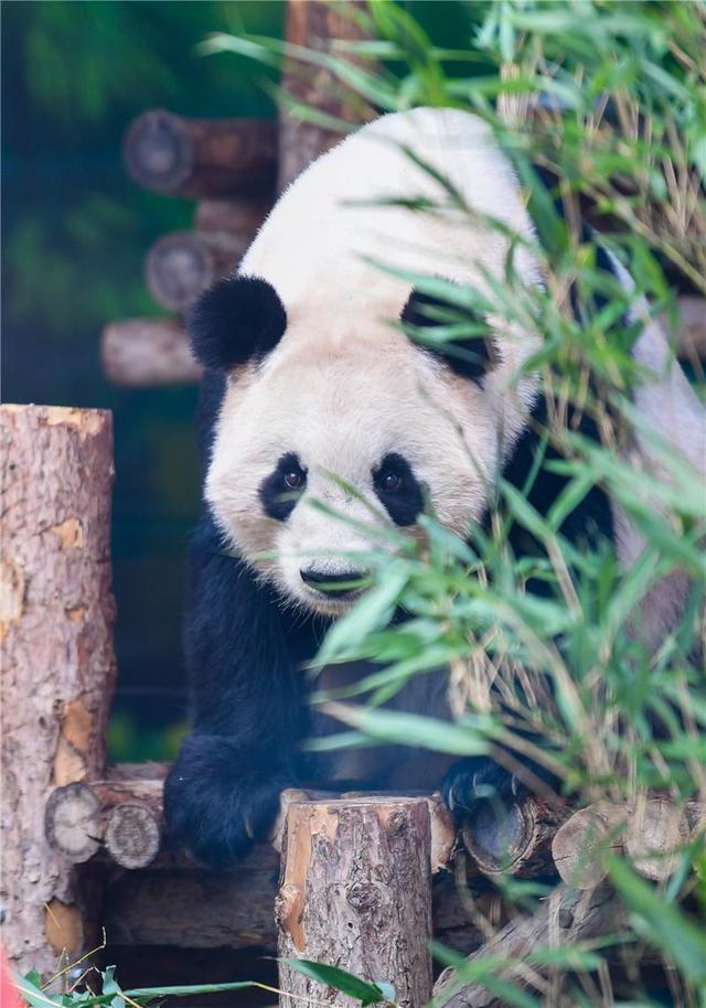 茜茜公主，生日快乐……