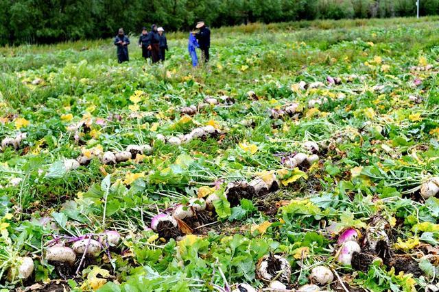 西藏：选育优质高产芜菁品种