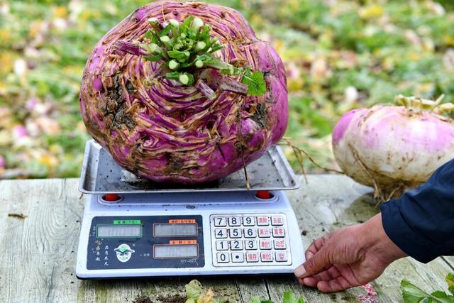 西藏：选育优质高产芜菁品种