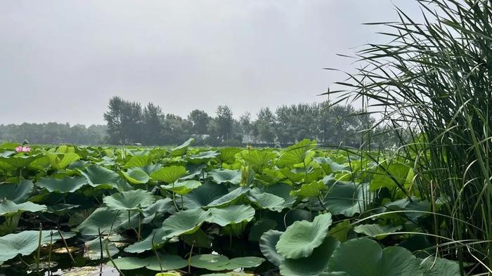 高绿植覆盖率！这个小众郊野公园，简直就是沈阳纳凉散步天花板～