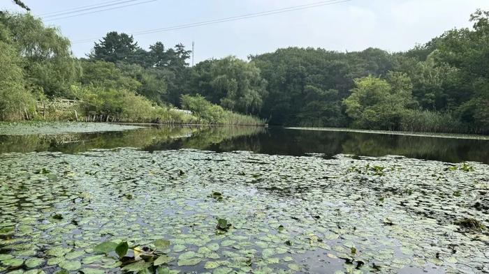 高绿植覆盖率！这个小众郊野公园，简直就是沈阳纳凉散步天花板～