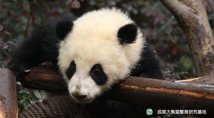 成都大熊猫繁育研究基地：熊猫星球没有病痛，“福茹”一路走好