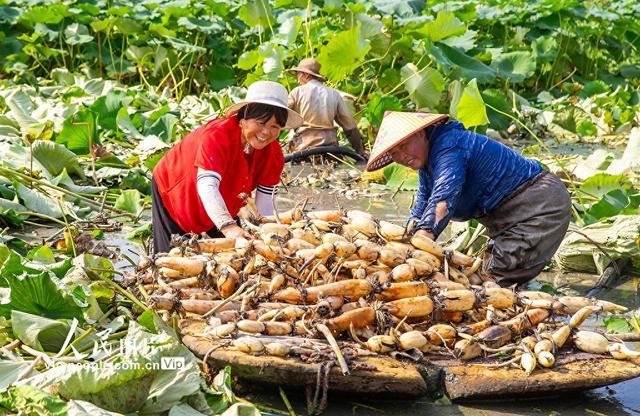 江苏海安：莲藕喜丰收