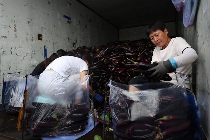 商户对北京本地产的茄子进行分装。新京报记者 王飞 摄