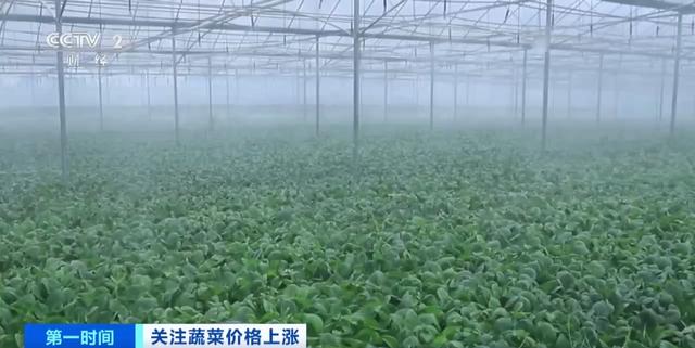 家常菜价格“不家常”？黄瓜批发价涨超40%！还会再涨吗？