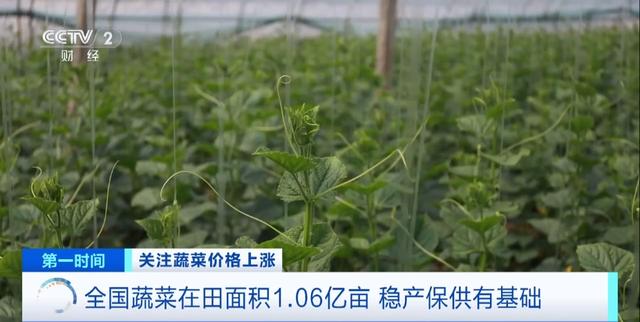 家常菜价格“不家常”？黄瓜批发价涨超40%！还会再涨吗？