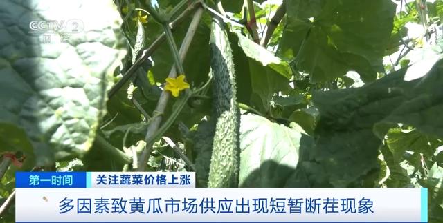 家常菜价格“不家常”？黄瓜批发价涨超40%！还会再涨吗？