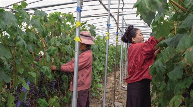 雅江河畔 花开并蒂“藏湘缘” 湖南产业援藏推动乡村振兴