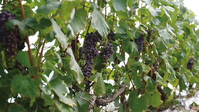 雅江河畔 花开并蒂“藏湘缘” 湖南产业援藏推动乡村振兴