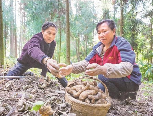 仿野生种植获市场青睐