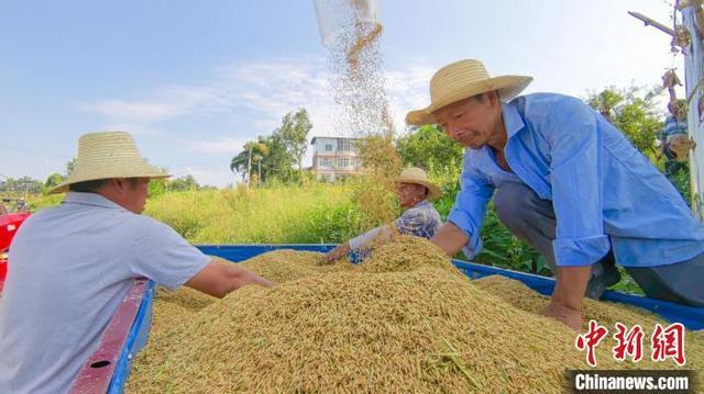 重庆万州：风吹稻浪谷飘香 “机械能手”助力金秋丰收