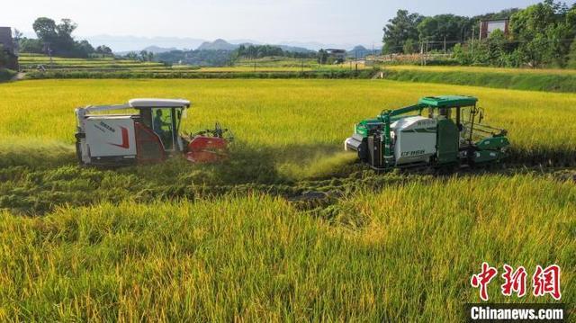 重庆万州：风吹稻浪谷飘香 “机械能手”助力金秋丰收