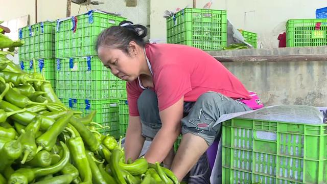 贵州织金：蔬菜丰收忙