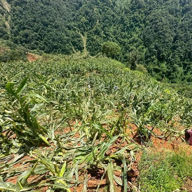 女子怒砍他人种植物被拘，原因令人唏嘘