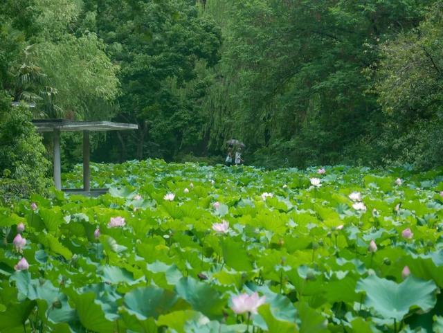 上海动物园的荷花池进入盛花期