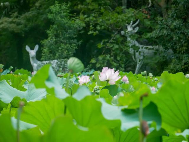 上海动物园的荷花池进入盛花期