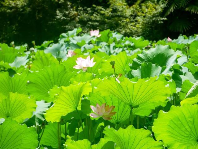 上海动物园的荷花池进入盛花期