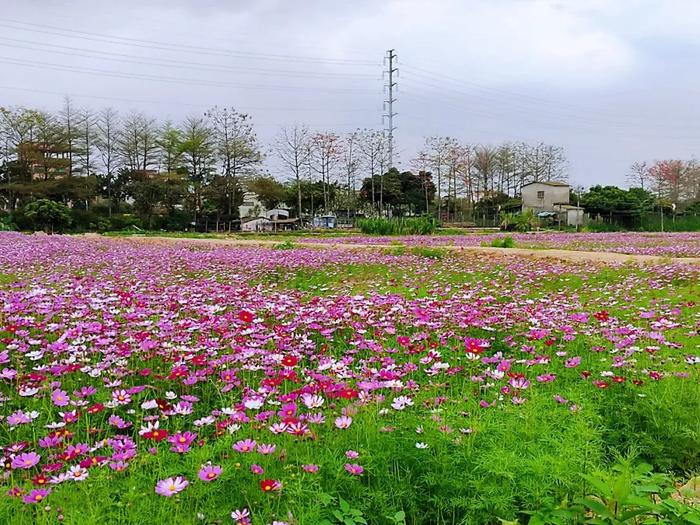 下一个“百亿村”，在路上！东莞这条村不仅颜值高，还很硬核…