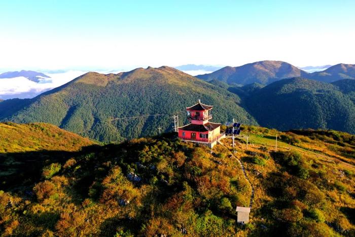 书记县长答丨“天然药海”！全市药用动植物总数，巫溪超一半！