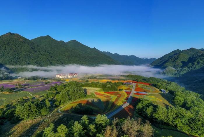 书记县长答丨“粗茶淡饭”中的“粗茶”，巫溪老鹰茶！