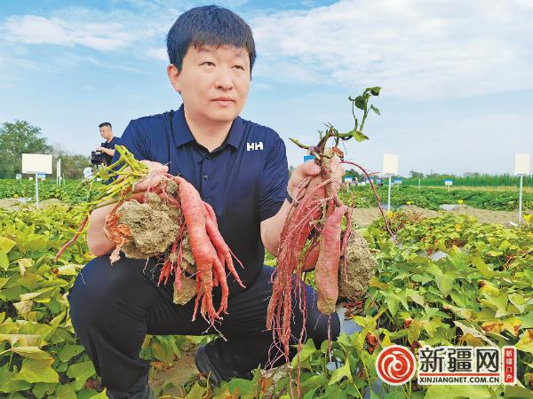 【走进乡村看振兴】“好看又好吃”的红薯哪个品种更抗旱？