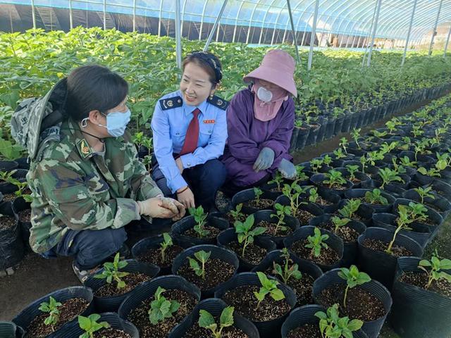 长白山保护开发区税务局：“小草药”惠及“大民生”