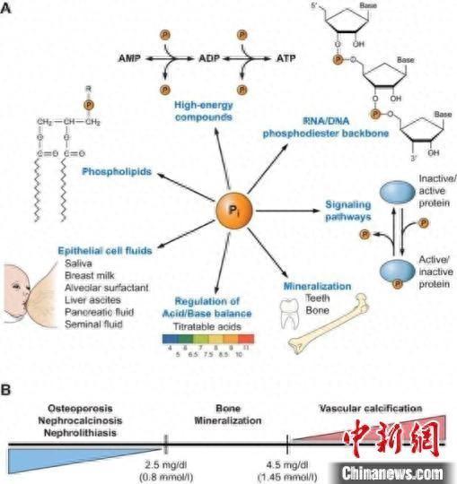 人体磷酸盐如何维持稳态？中国团队最新研究破解谜团