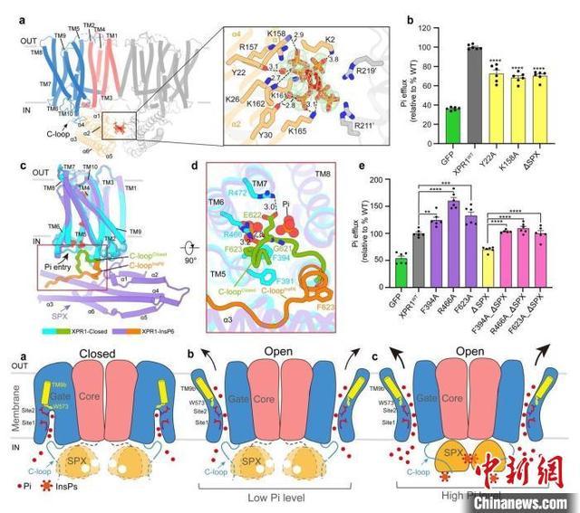 人体磷酸盐如何维持稳态？中国团队最新研究破解谜团