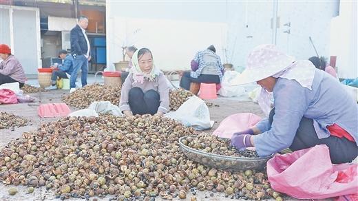 香飘千年 造福万家——看广西油茶大市百色如何拓宽绿色富民之路