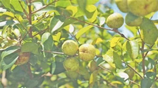 香飘千年 造福万家——看广西油茶大市百色如何拓宽绿色富民之路