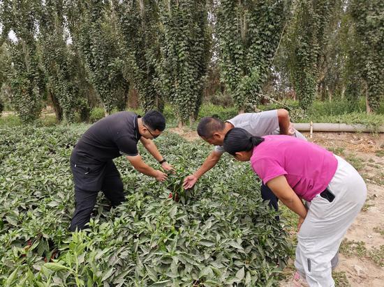 若羌：色素辣椒长势旺 技术助农促丰收