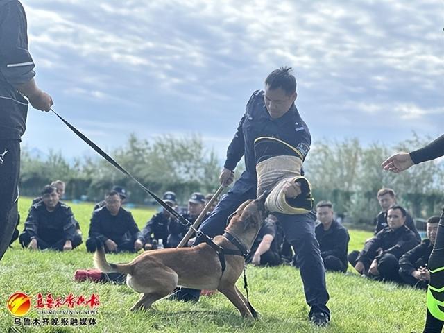 警犬技术专业都学啥？网友：入学会发小狗吗？