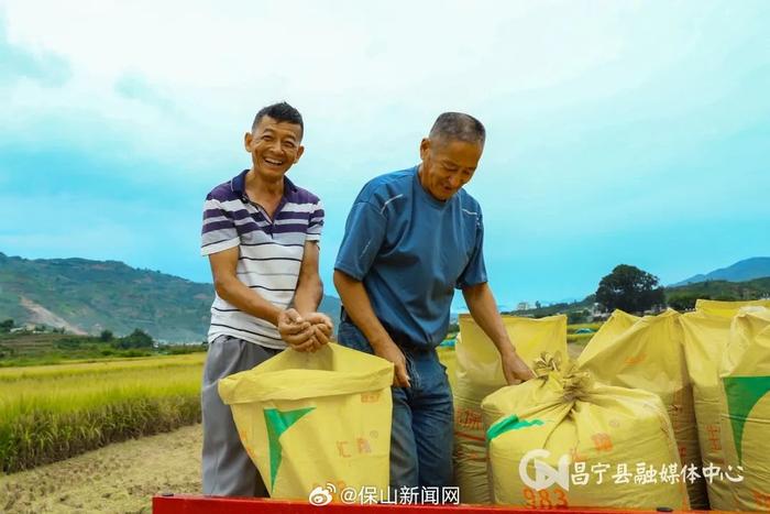 昌宁柯街：水稻丰收 “丰”景如画