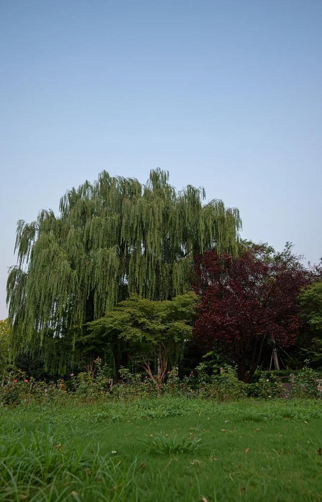 开始上色，郑州这里的古树，等待一场盛大的秋天