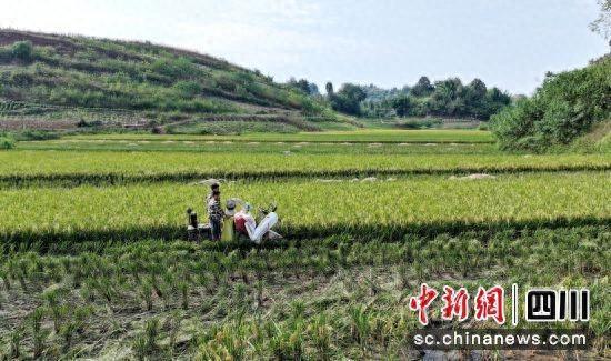 泸州纳溪：全面推进水稻生产全程机械化