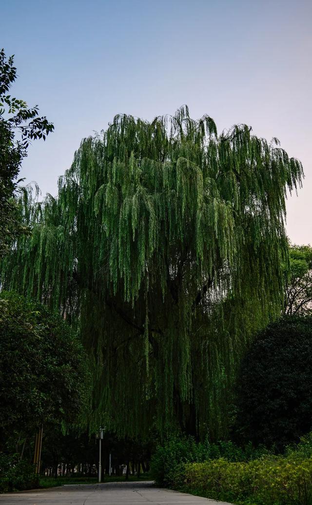 开始上色，郑州这里的古树，等待一场盛大的秋天