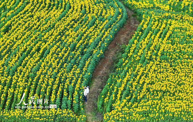 陕西蓝田：油葵花海宛若画卷