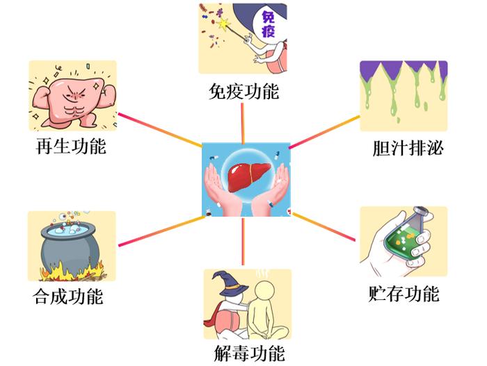 肝功能异常不要急！先看这几点→