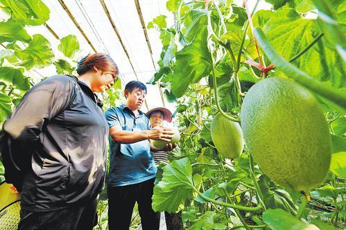 设施果蔬种植拉满科技范