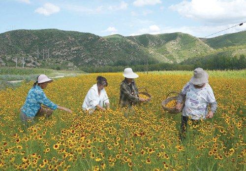 河北尚义：盘活闲置土地　拓宽增收渠道