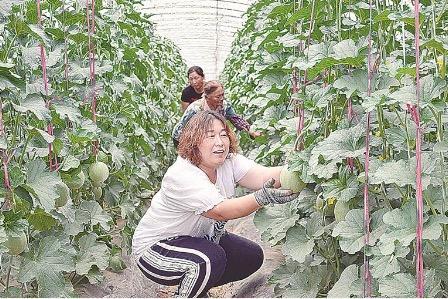 网纹瓜“甜蜜”上市