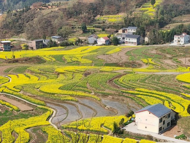 山沟沟里飞出金凤凰 汉阴风堰梯田申遗成功