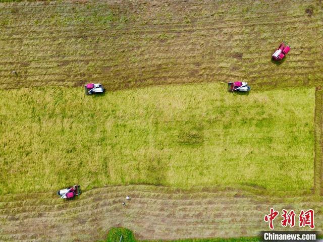 四川成都：天府粮仓万亩示范稻田迎来丰收