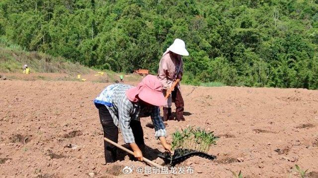 老厂乡：栽下甜蜜人参果 拓宽乡村致富路