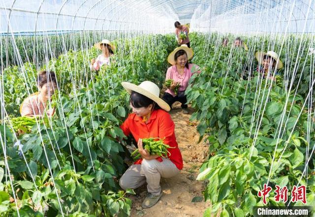 三峡库区果蔬飘香迎丰收